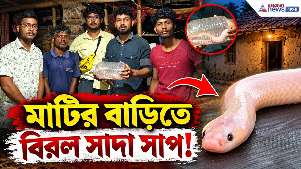 মাটির বাড়িতে বিরল ধবধবে সাদা বিষধর! উদ্ধার করতেই শোরগোল | Leucistic Common Krait