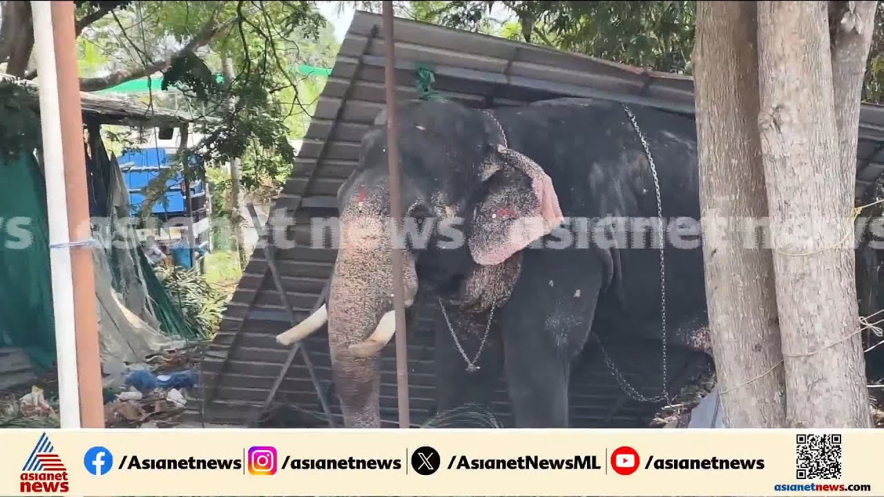 വീണ്ടും ആനക്കലി; കൂടൽമാണിക്യം ക്ഷേത്രത്തിൽ ഉത്സവത്തിനിടെ ആന ഇടഞ്ഞു, രണ്ടാം പാപ്പാനെ ചവിട്ടി കൊന്നു