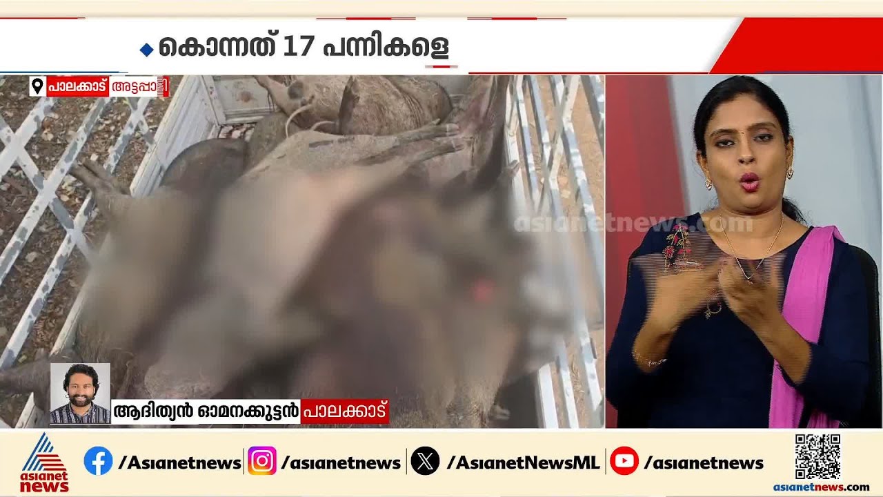 അട്ടപ്പാടിയിലെ അഗളിയില്‍ 17 കാട്ടുപന്നികളെ വെടിവെച്ച് കൊന്നു