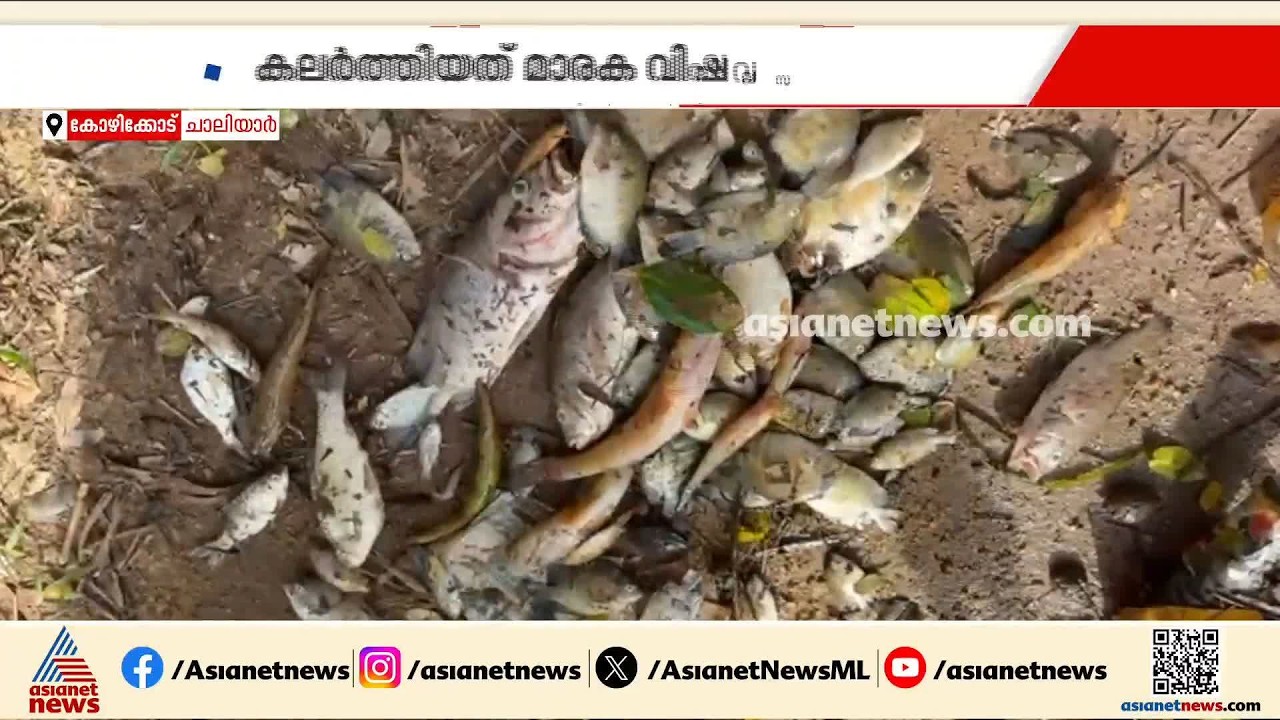 ചാലിയാർ പുഴയിൽ വിഷം കലക്കി മീൻപിടുത്തം; നാലം​ഗ സംഘം പിടിയിൽ