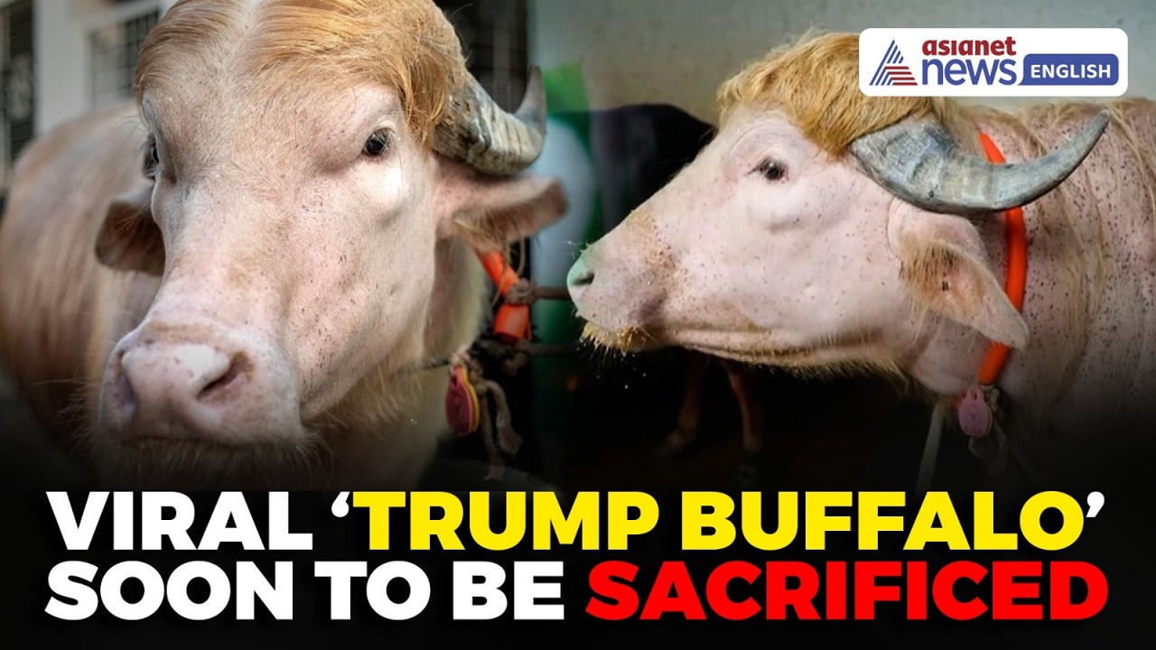 Viral ‘Donald Trump’ Buffalo May Soon Face Eid Sacrifice in Bangladesh | Viral News