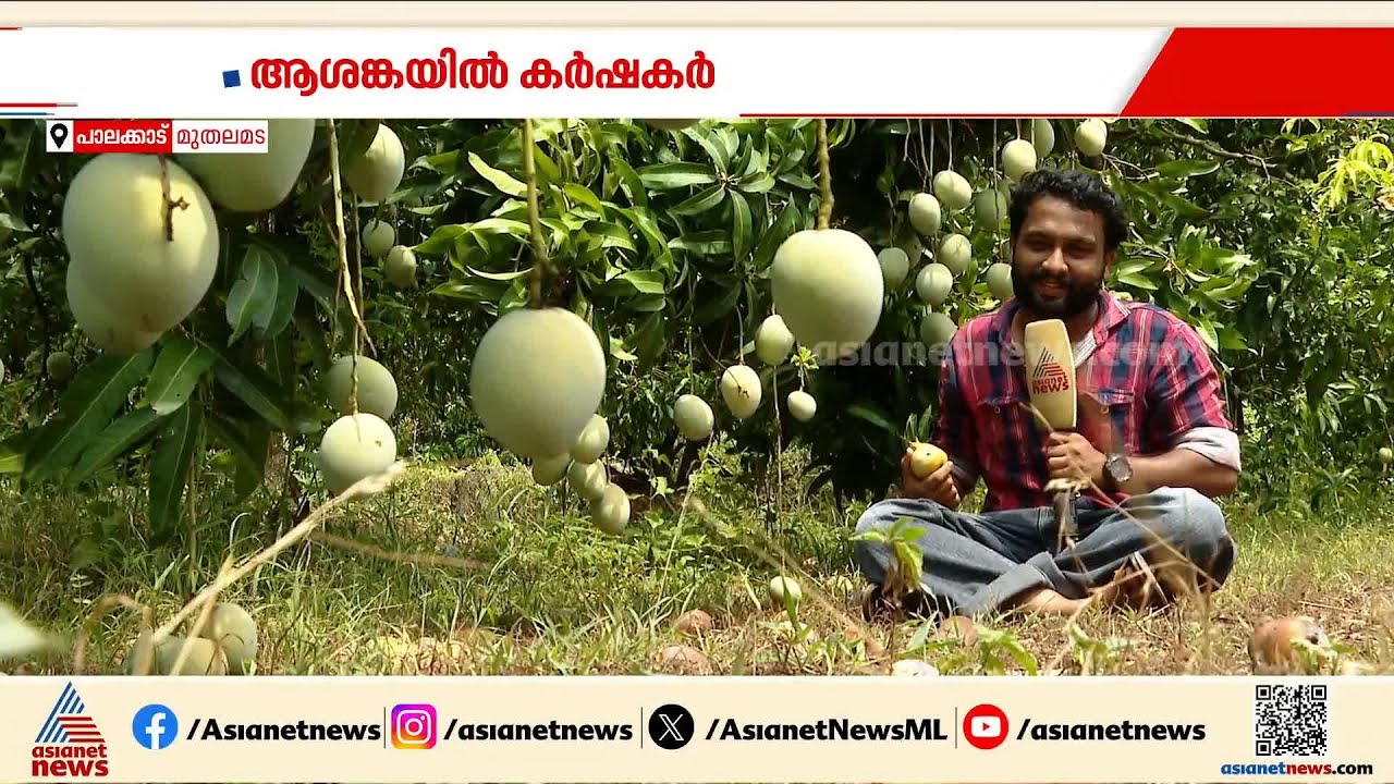 മാമ്പഴ കയറ്റുമതി അഞ്ചിൽ ഒന്നായി ചുരുങ്ങി;  പശ്ചിമേഷ്യൻ യുദ്ധത്തിൽ വലഞ്ഞ് മാമ്പഴ കർഷകർ
