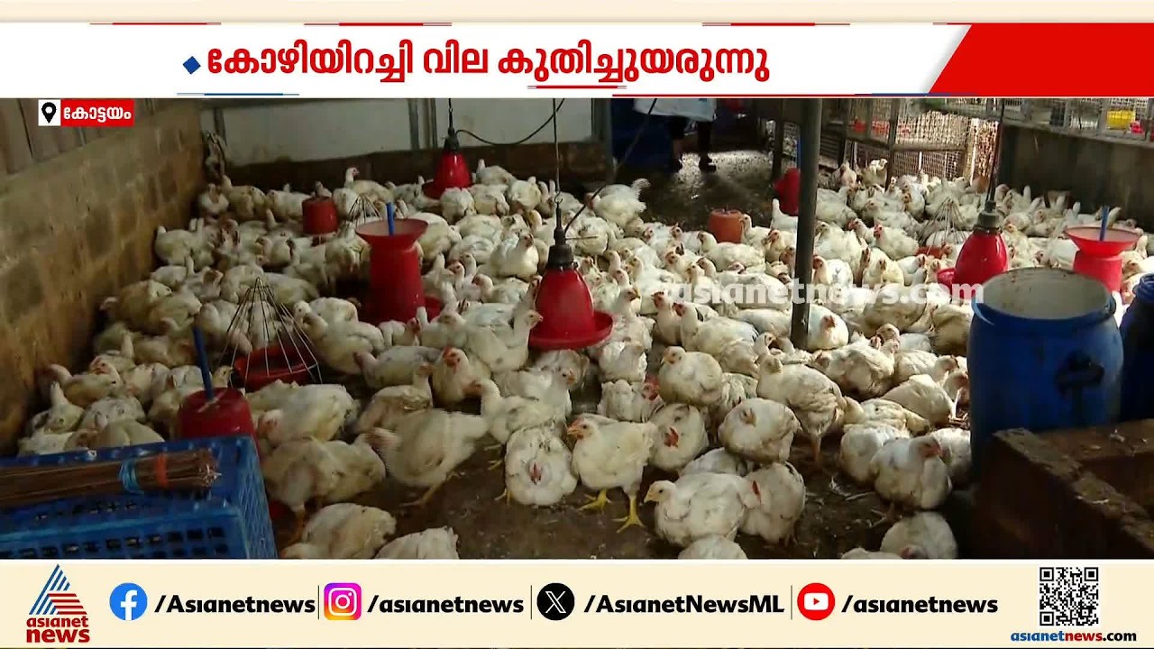 ഇനി ചിക്കൻ കഴിച്ചാൽ പോക്കറ്റ് കീറും; സംസ്ഥാനത്ത് കുതിച്ചുയർന്ന് ചിക്കൻവില