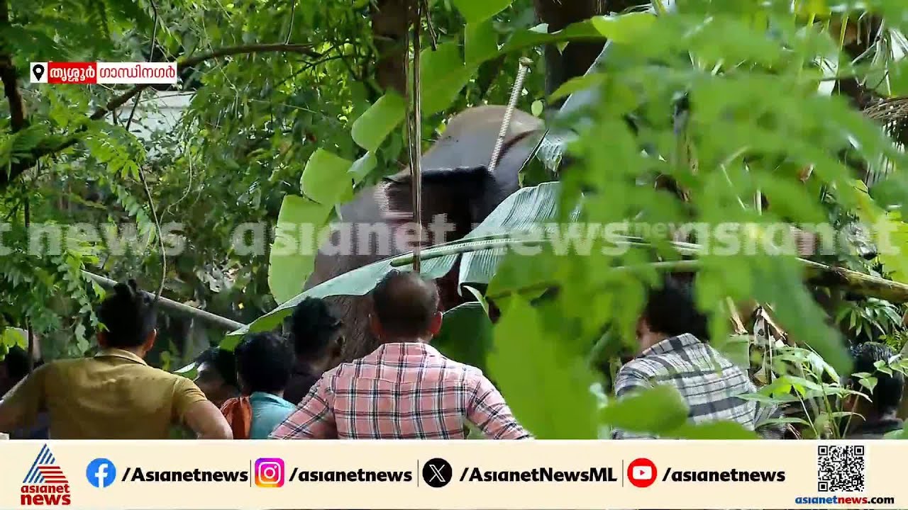 ആനയെ പൂർണ്ണമായും തളയ്ക്കാനായിട്ടില്ല, പല വീടുകളിലെയും മതിലും ഷീറ്റുകളും തകർത്തിട്ടുണ്ട്:തൃശ്ശൂർ മേയർ
