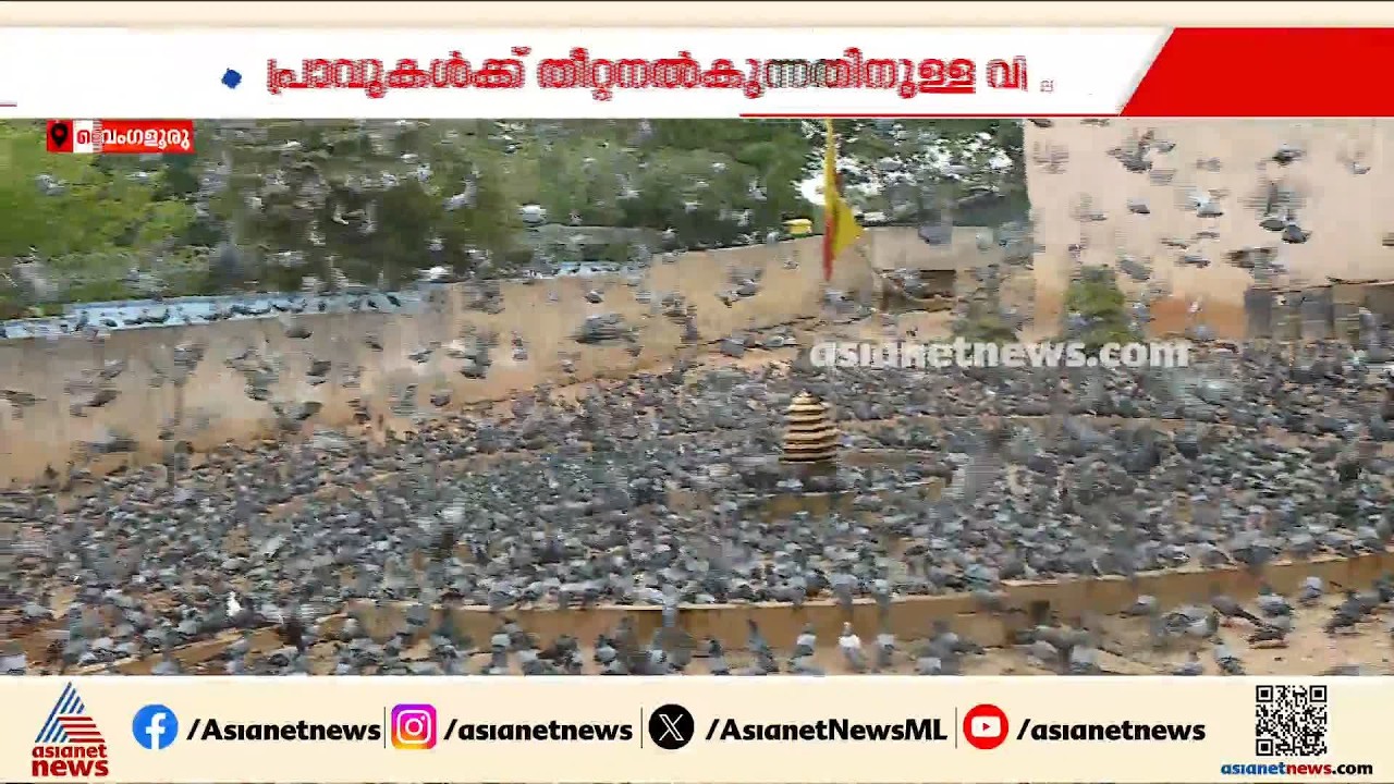 ബം​ഗളൂരുവിൽ പ്രാവുകൾക്ക് തീറ്റ നൽകുന്നതിൽ വിലക്ക്; ധർമ്മ സങ്കടത്തിൽ പക്ഷി സ്നേഹികൾ