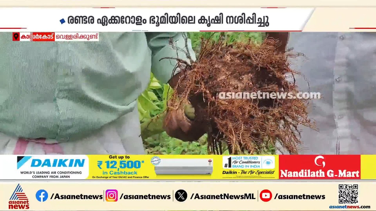 വ്യാപക നാശമുണ്ടാക്കി കാട്ടുപന്നിക്കൂട്ടം; രണ്ടര ഏക്കറോളം ഭൂമിയിലെ കൃഷി നശിപ്പിച്ചു
