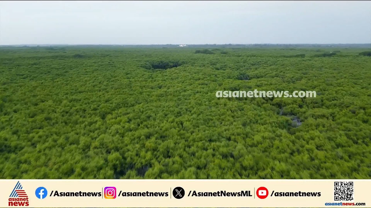 ലോകം മുഴുവൻ സുനാമി ആഞ്ഞടിച്ചപ്പോൾ ഒരു ഗ്രാമത്തെ പൊതിഞ്ഞുപിടിച്ച കണ്ടൽക്കാട്!