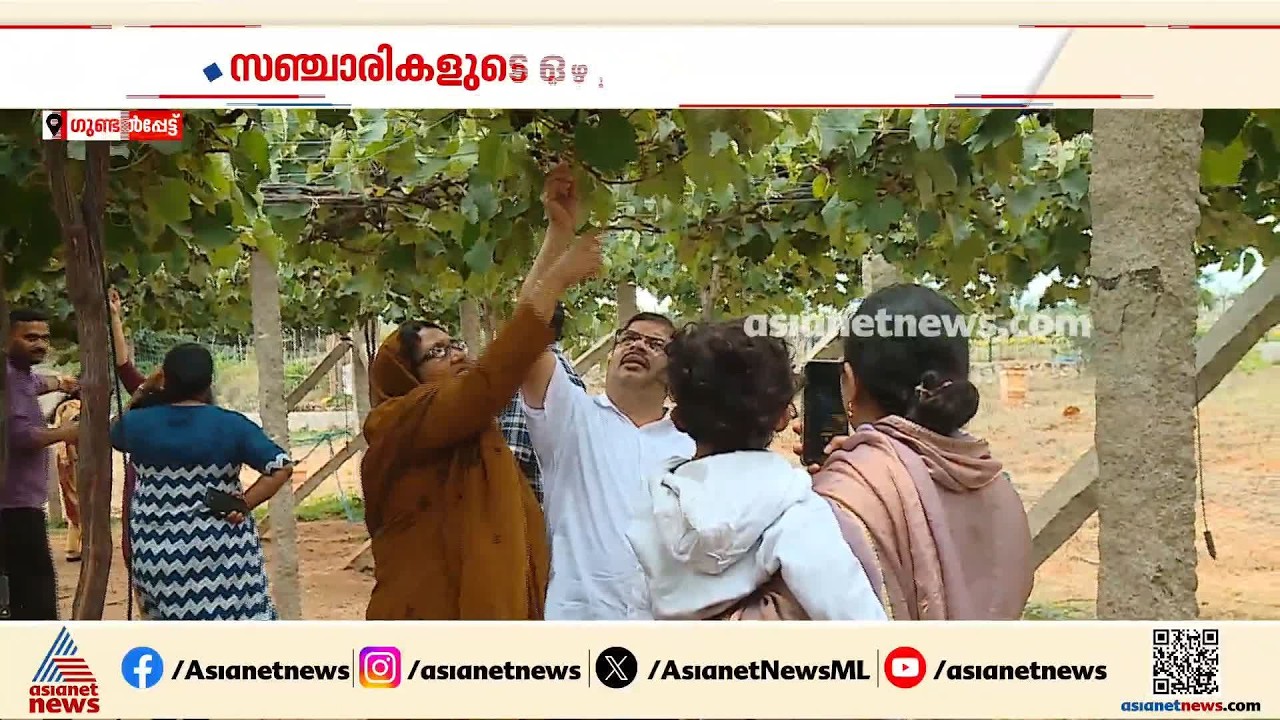 'മലയാളികളാണ് ഏറ്റവും കൂടുതൽ എത്തുന്നത്'; സോഷ്യൽ മീഡിയയിൽ വൈറലായി ​ഗുണ്ടൽപേട്ടിലെ മുന്തിരിത്തോട്ടം