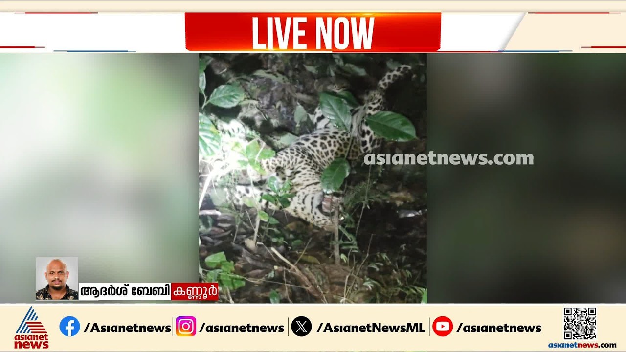 പന്നിക്ക് വെച്ചത് പുലിക്ക് കൊണ്ടു; കണ്ണൂര്‍ മാലൂരിൽ പന്നിക്കെണിയിൽ പുലി കുടുങ്ങി