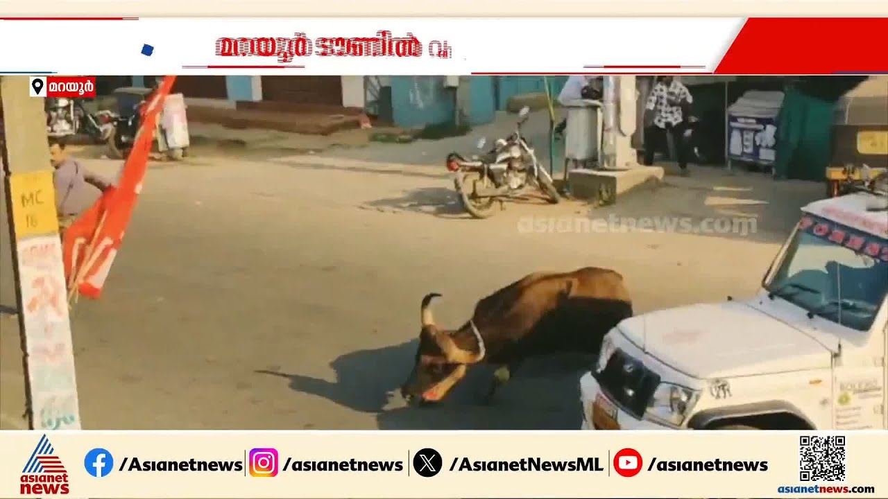 മറയൂരിൽ ജനവാസ മേഖലയിൽ ഭീതിവിതച്ച് കാട്ടുപോത്ത്; രണ്ട് പേർക്ക് പരിക്ക് | Marayur