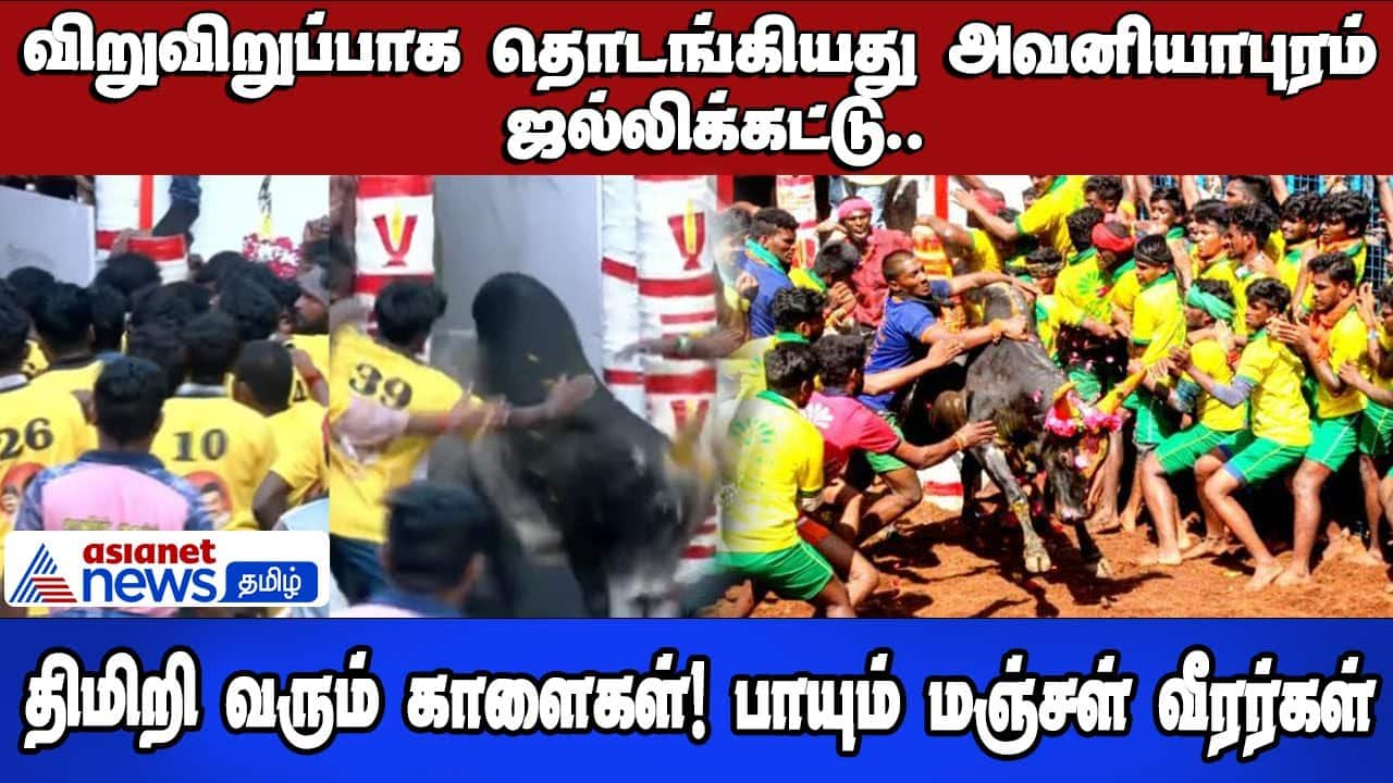 Avaniyapuram Jallikattu Begins: Bulls & Braves Clash