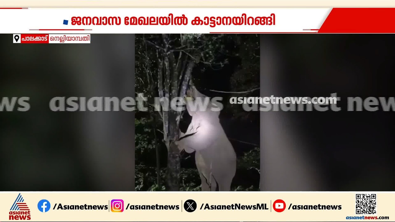 'ഒന്നും തോന്നല്ലേ മക്കളെ ചക്ക തിന്നാൻ വന്നതാണേ'; ജനവാസ മേഖലയിൽ ഇറങ്ങി ചക്കക്കൊമ്പൻ, ദൃശ്യങ്ങൾ