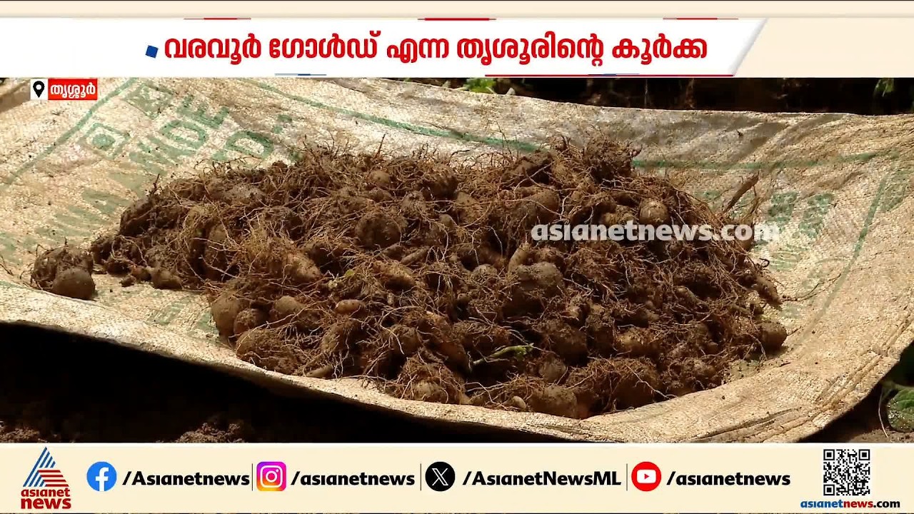 ഇത് വരവൂരിൽ പൊന്ന് വിളയും കാലം;  തൃശൂരിൻ്റെ സ്വന്തം കൂർക്കയുടെ വിളവെടുപ്പ് | Varavur Koorka