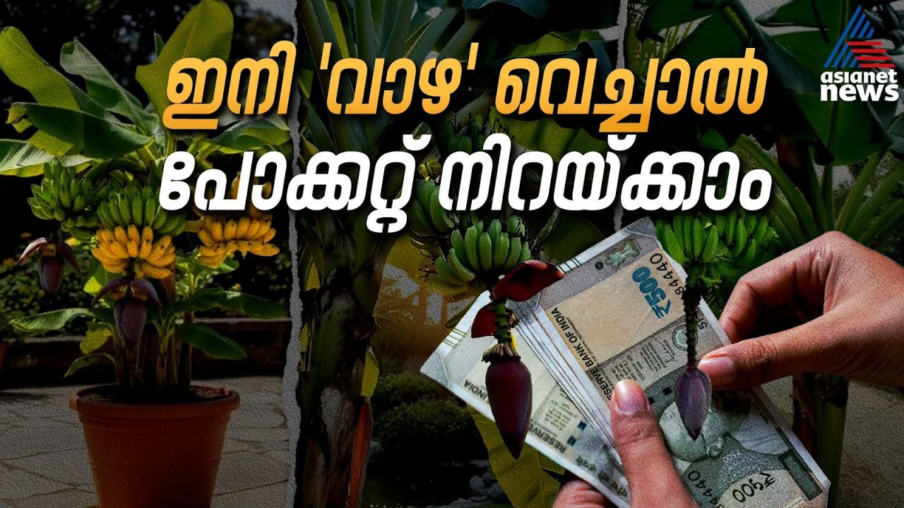 ഇനി വാഴ വെച്ചാൽ പോക്കറ്റ് നിറയ്ക്കാം! വമ്പൻ പ്രഖ്യാപനവുമായി കേന്ദ്രം | Banana Farming