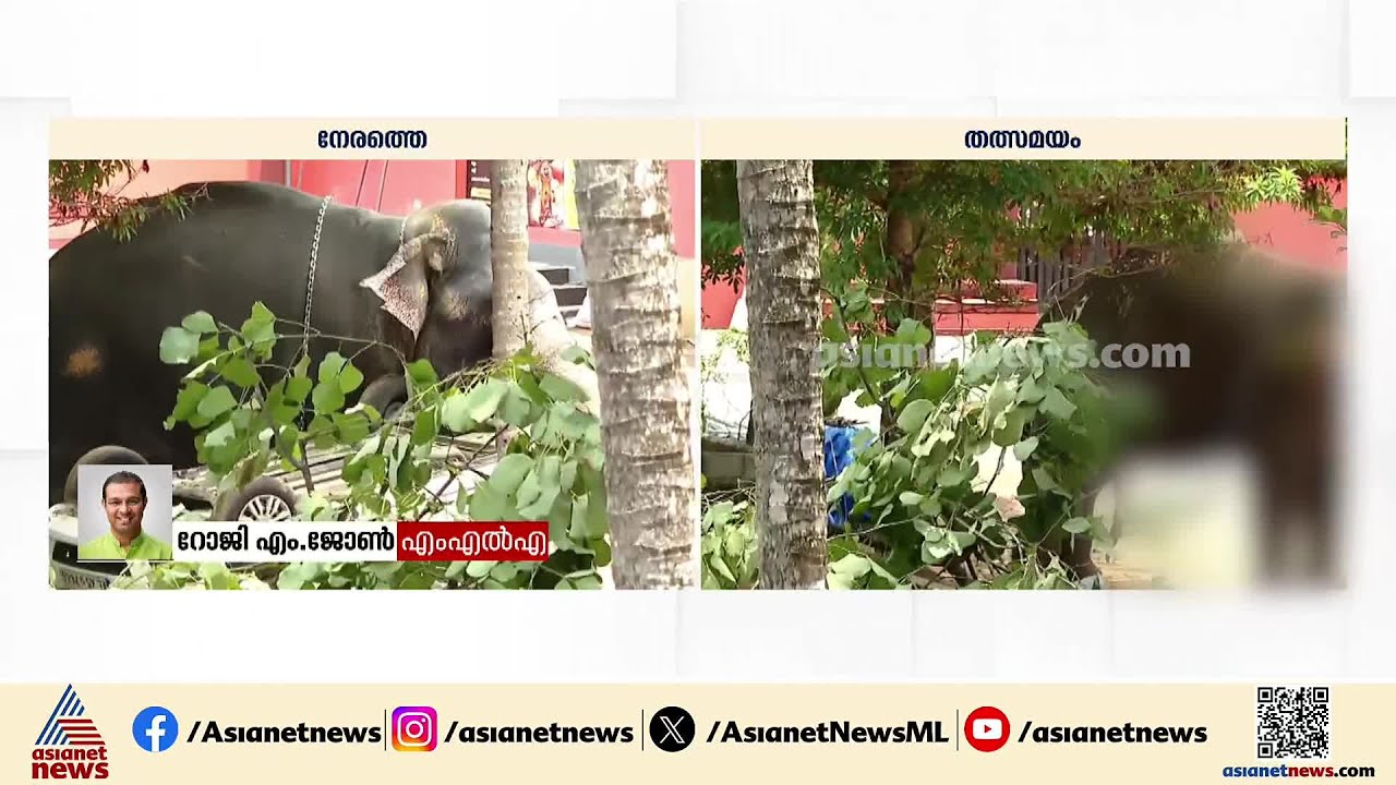 ആനയെ തളയ്ക്കാനുള്ള സംഘം എത്താൻ വൈകി; ആന വളരെ വയലന്റായിരുന്നു: റോജി എം. ജോൺ