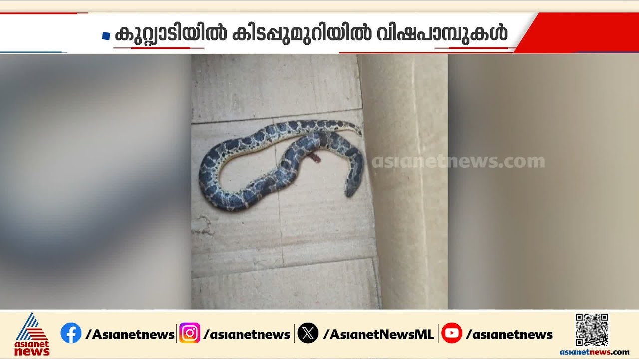 എങ്ങോട്ട് നോക്കിയാലും പാമ്പ്...  സംസ്ഥാനത്ത് ഇന്ന് മാത്രം പാമ്പ് കടിയേറ്റത് 12 പേര്‍ക്ക് | Snake