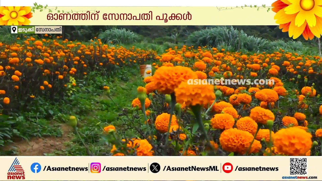 'തമിഴ്നാട്ടിലും കാർണാടകയിലും പോകണ്ട'; ഓണത്തിന് സേനാപതി പൂക്കൾ