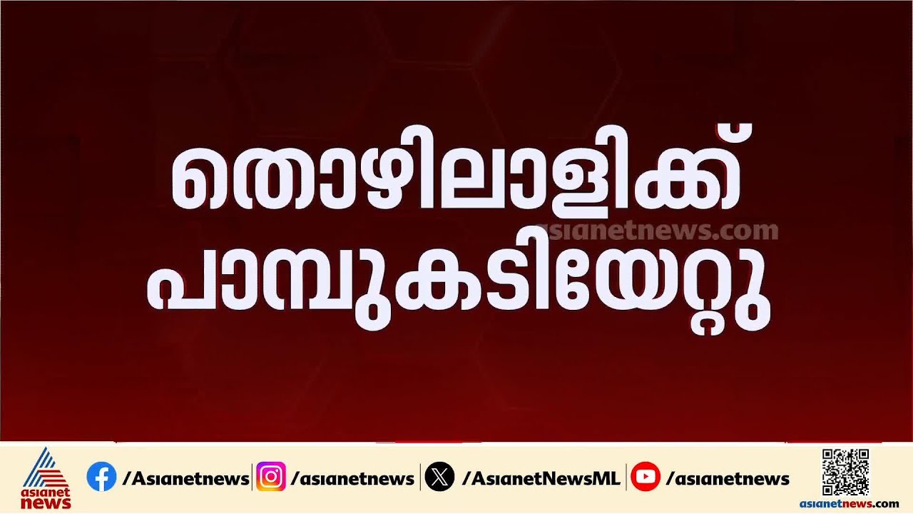 ഇടുക്കി പാണ്ടിപ്പാറയിൽ തൊഴിലാളിക്ക് പാമ്പ്  കടിയേറ്റു