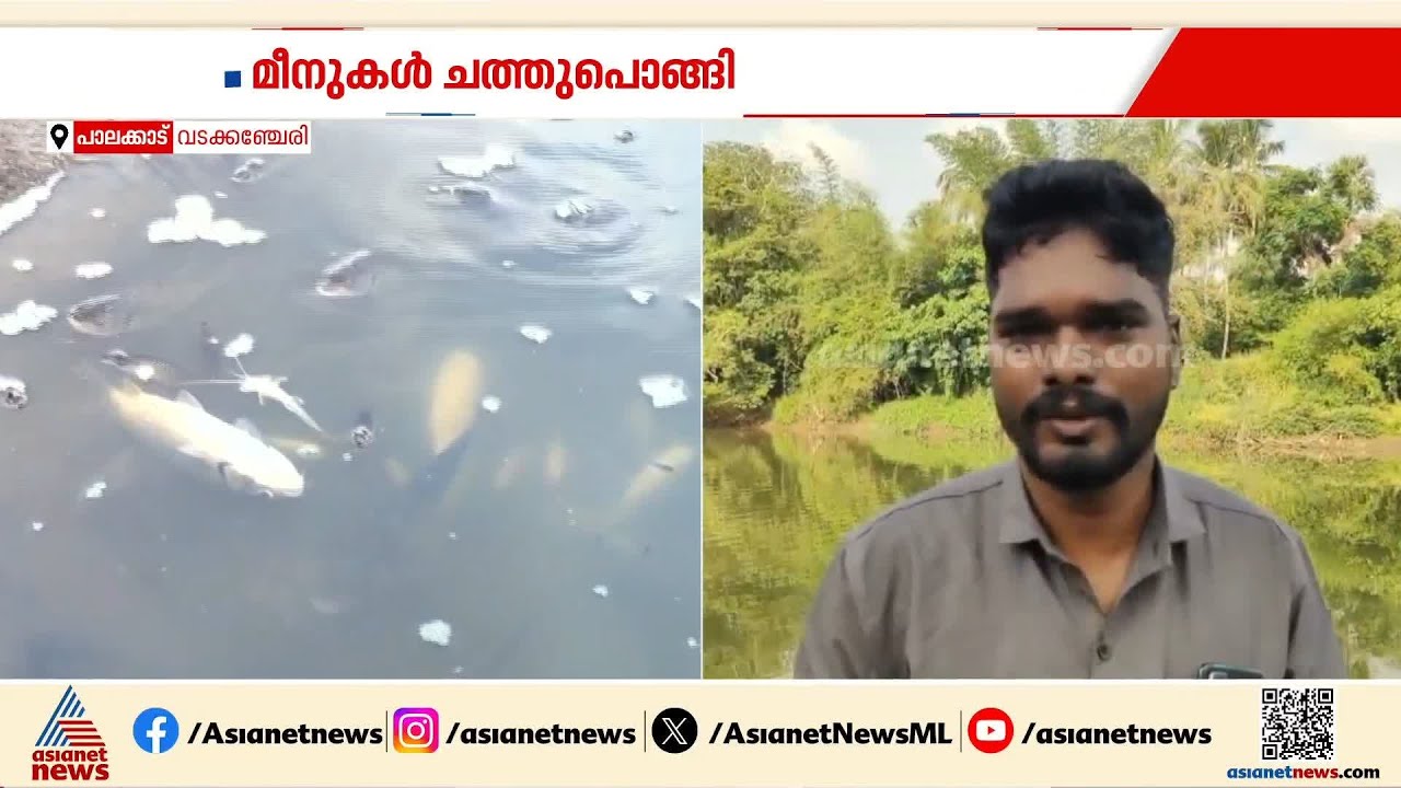 പാലക്കാട് മീനുകൾ കൂട്ടത്തോടെ ചത്തുപൊങ്ങി; ദുരിതത്തിൽ കർഷകർ