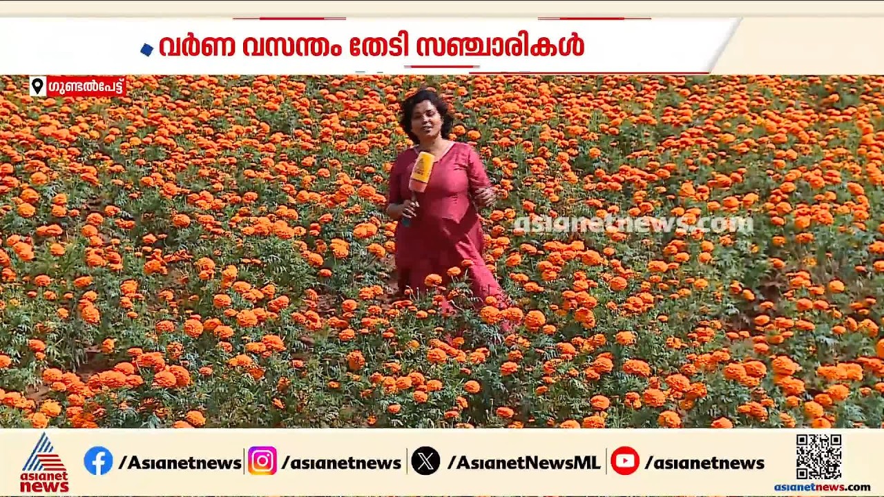 ഓണക്കാലം ഗുണ്ടൽപേട്ടിൽ പൂക്കാലം; പ്രതീക്ഷയിൽ കർഷകർ