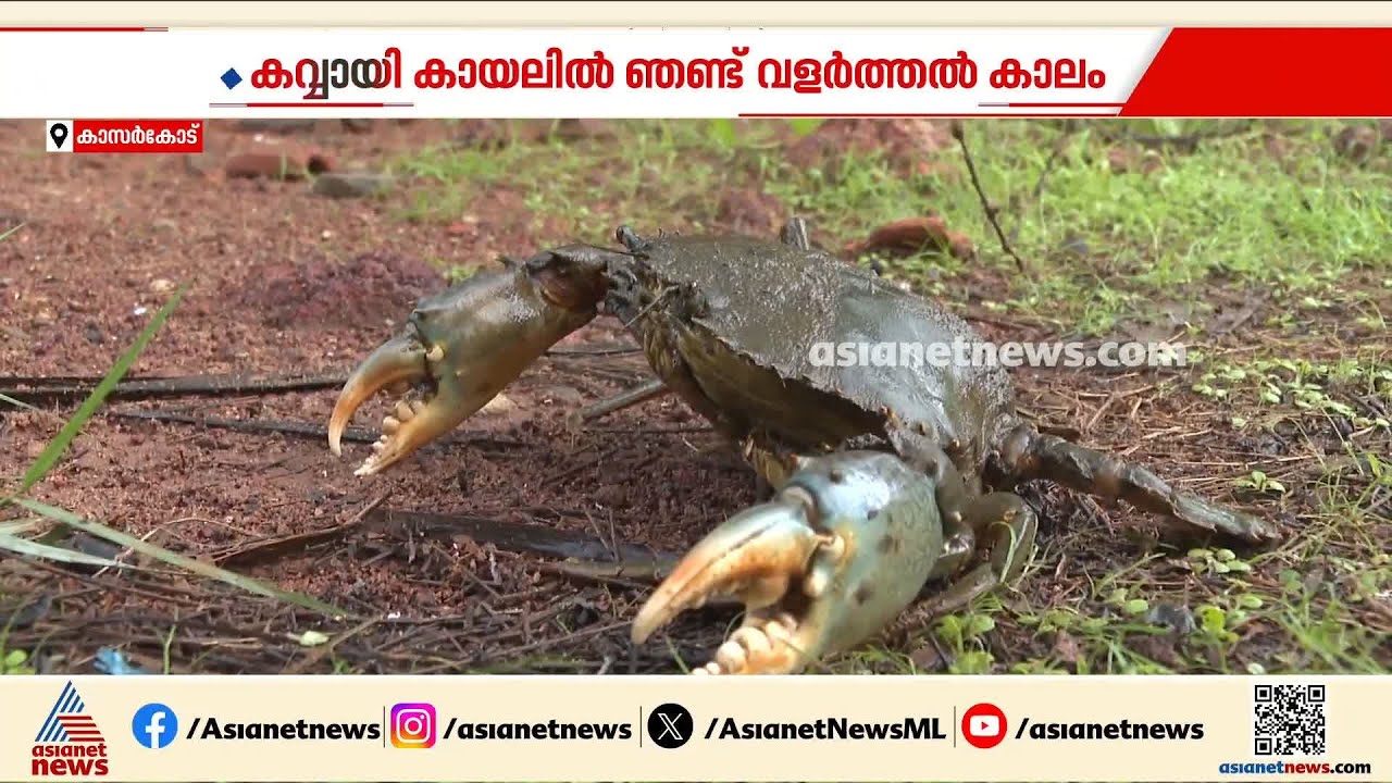 കവ്വായി കായലിൽ ഇത് ഞണ്ട് വളർത്തൽ കാലം; പച്ചക്കാലൻ ഞണ്ടുകളെ വളർത്തി കർഷകർ