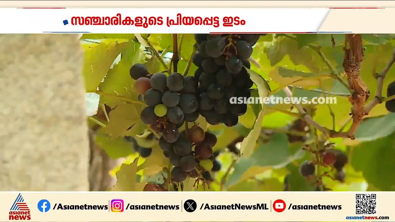 പൂക്കൾ മാത്രമല്ലെടോ.. വെെറലാണ് ​ഗുണ്ടൽപേട്ടിലെ ഈ മുന്തിരിത്തോട്ടവും | Vineyard | Onam celebration