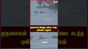 Tigers' Clever Crossing of Crocodile-Infested Lake