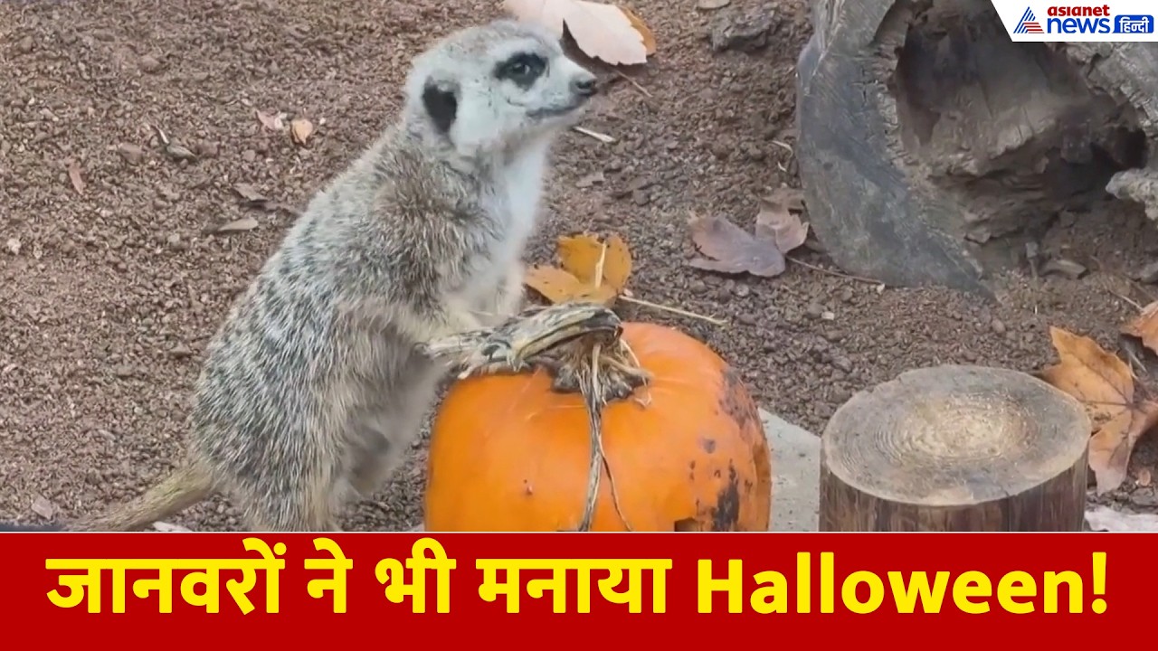 HALLOWEEN CELEBRATION: कद्दुओं से सजा चेक गणराज्य, जानवरों ने भी मनाया Halloween!