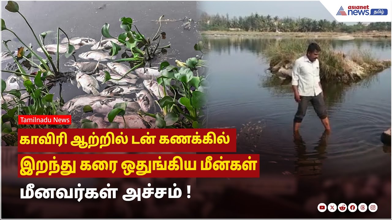 சேலம் | காவிரி ஆற்றில் டன் கணக்கில் இறந்து கரை ஒதுங்கிய மீன்கள் - மீனவர்கள் அச்சம்