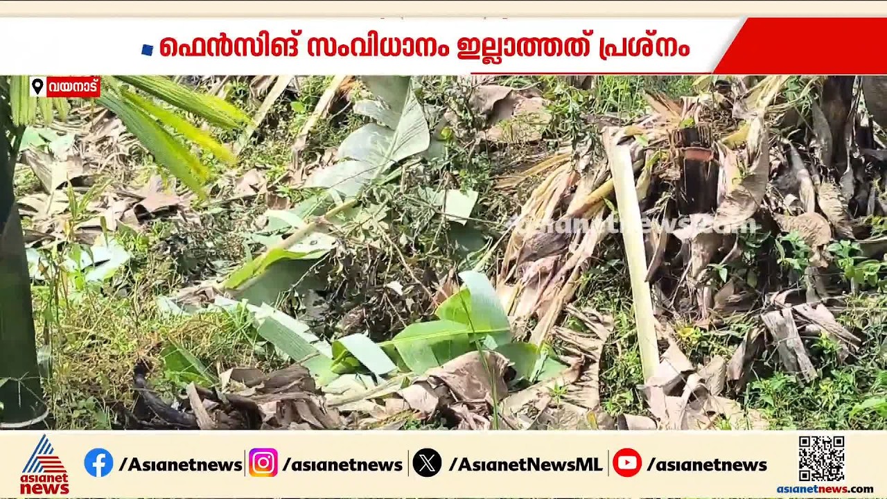 ഫെൻസിങ്ങില്ല,എല്ലാം ആന നശിപ്പിക്കുകയാണ്,കൃഷിക്കാർ എന്ത് ചെയ്യും?;മാറോട് ഗ്രാമത്തിലെ കർഷകർ ദുരിതത്തിൽ