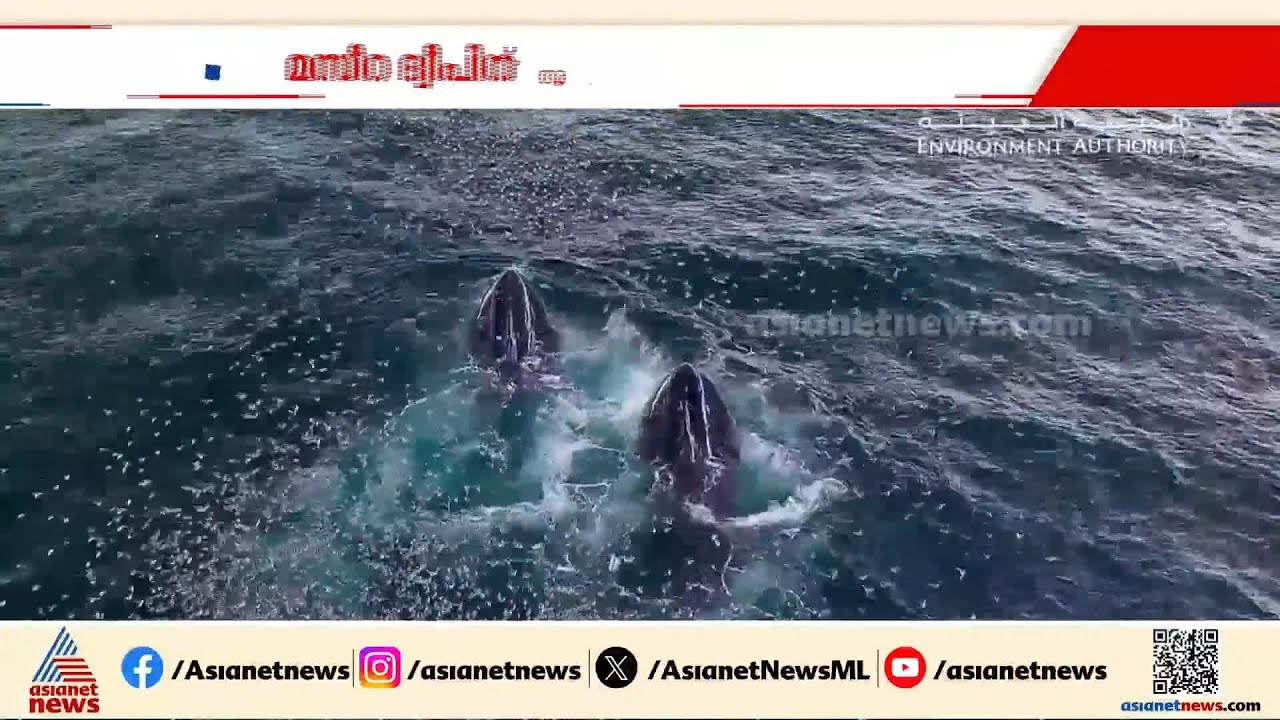 കൂനൻ തിമിംഗലങ്ങളുടെ മനോഹര ദൃശ്യം പങ്കുവച്ച് ഒമാൻ പരിസ്ഥിതി അതോറിറ്റി