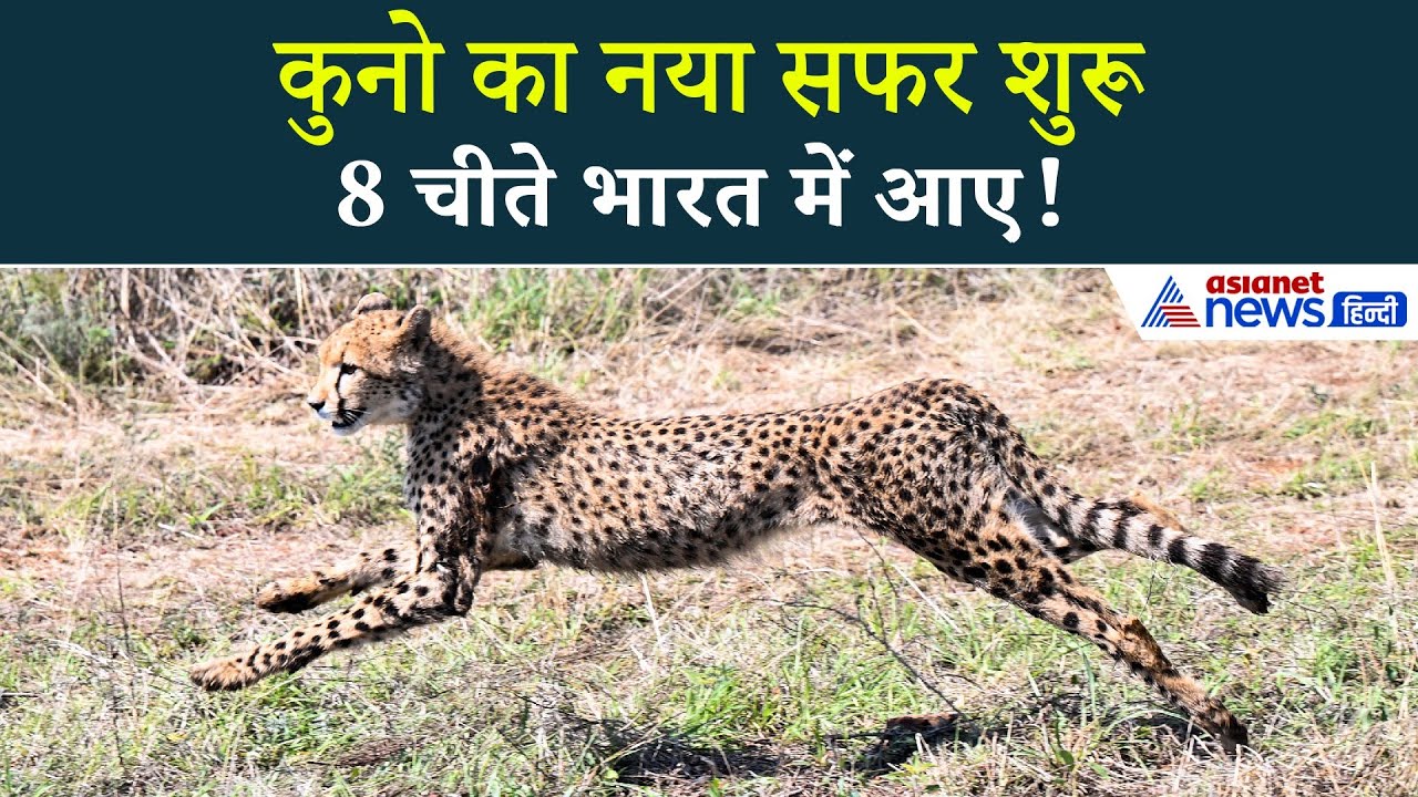 बोत्सवाना से भारत तक: 8 चीतों की ऐतिहासिक यात्रा, राष्ट्रपति द्रौपदी मुर्मू बनी गवाह