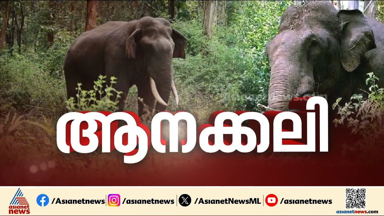 രാത്രിയായാൽ ആനയിറങ്ങും, വീട് വിട്ട് ഓടണം; ടൂറിസം കേന്ദ്രത്തിൽ പ്രതിഷേധവുമായി കോട്ടപ്പടി നിവാസികൾ