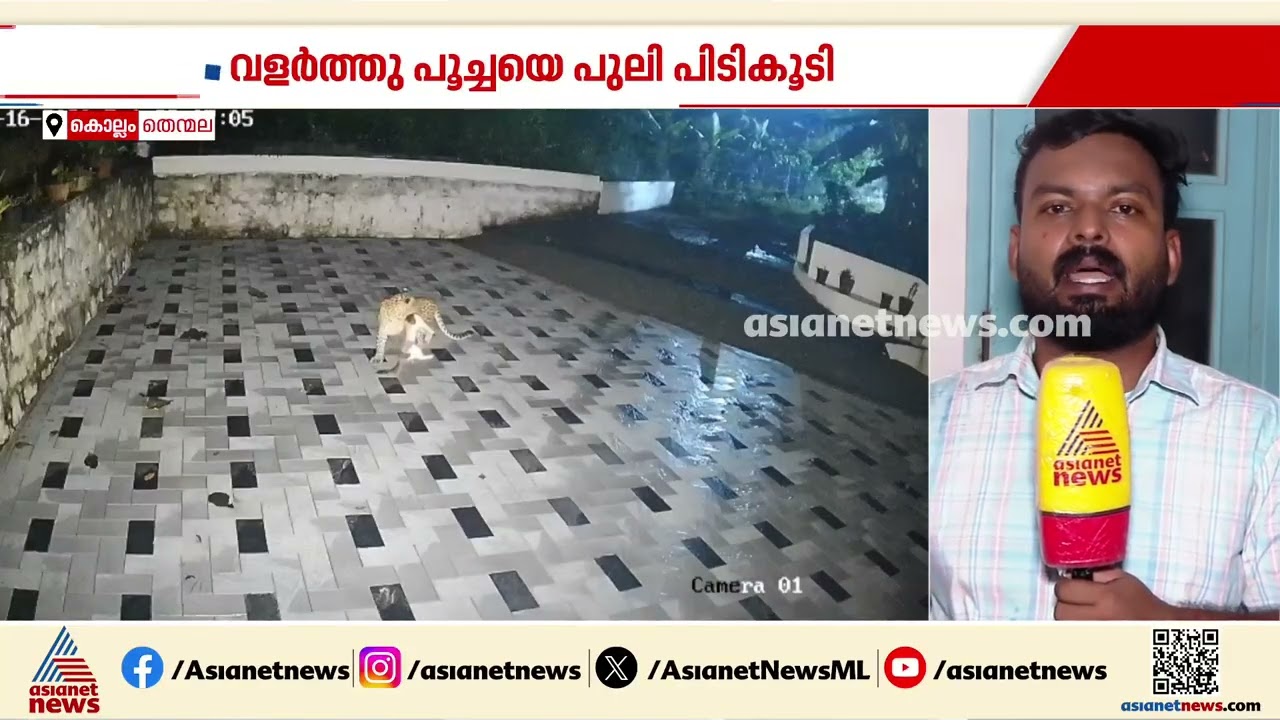 പുലി ഭീതിയിൽ തെൻമല ഉറുകുന്ന്; വളർത്തുപൂച്ചയെ പുലി പിടികൂടി