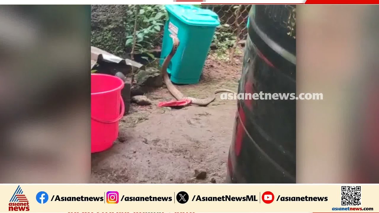 അങ്കനവാടിയിൽ കൂറ്റൻ മൂർഖൻപാമ്പ്; കുട്ടികൾ ഉളളതിനാൽ ആശങ്ക | Kottayam | Cobra