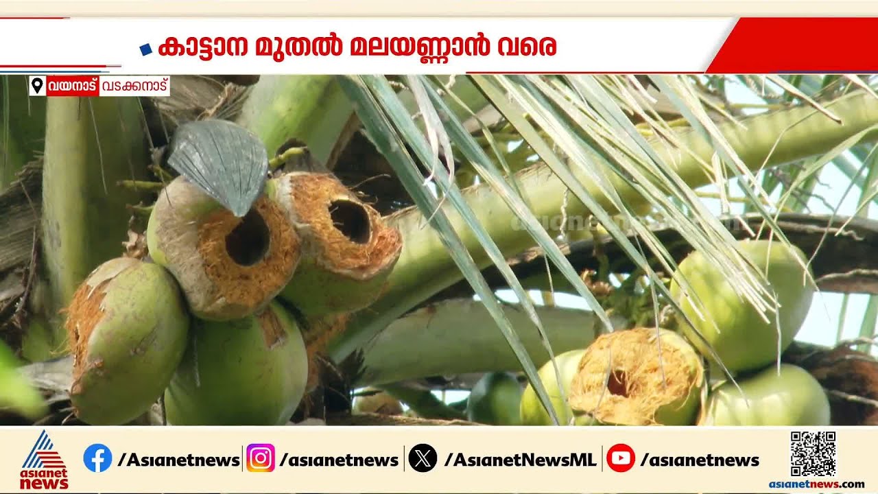 കാട്ടാന മുതൽ മലയണ്ണാൻ വരെ; വന്യജീവി ശല്യത്താൽ വടക്കനാട്ടെ ക‍ര്‍ഷകര്‍ ദുരിതത്തിൽ