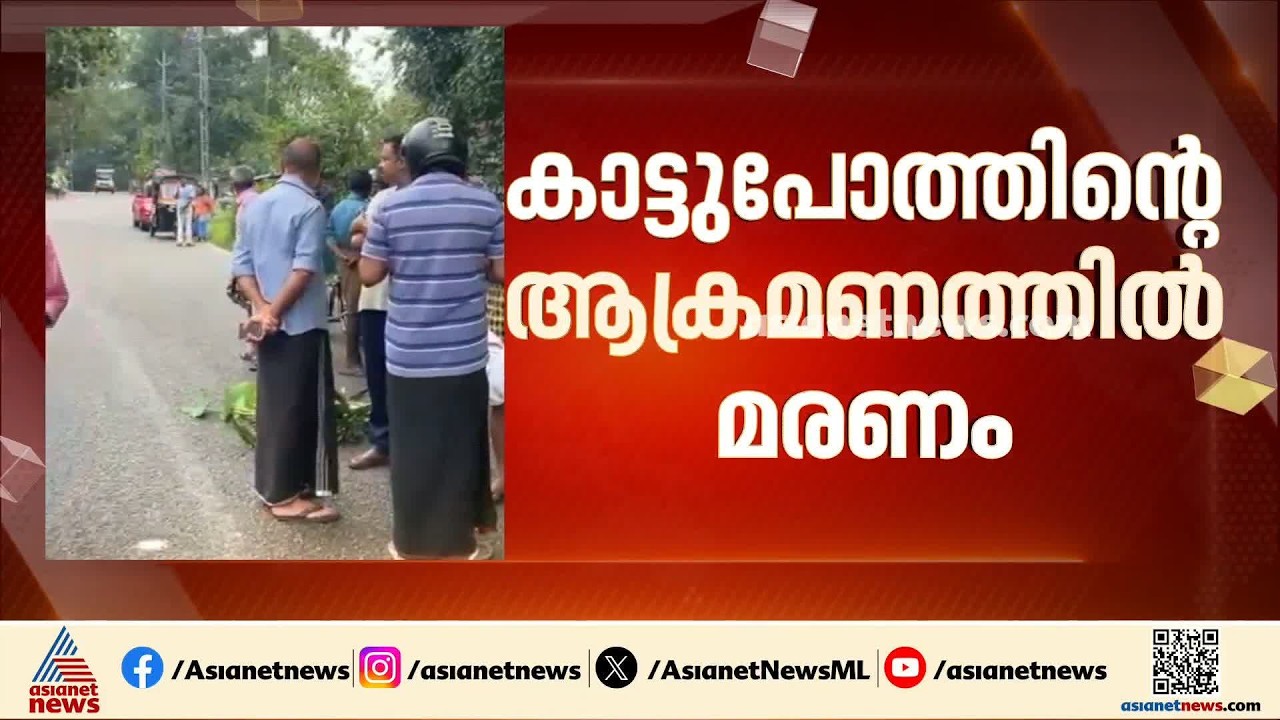 കൊല്ലം കുളത്തൂപ്പുഴയിൽ കാട്ടുപോത്ത് ആക്രമണത്തിൽ വയോധികന് ദാരുണാന്ത്യം