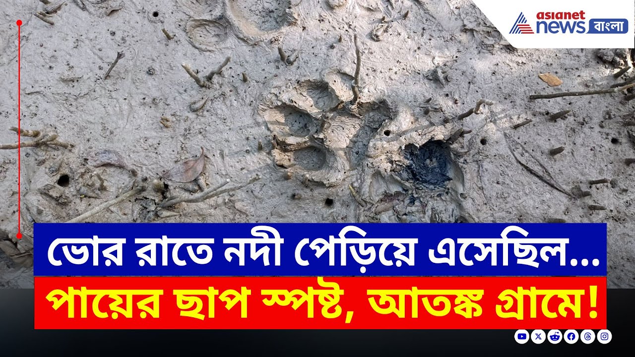 মাকরি নদী পেরিয়ে এসেছিল ভোররাতে! স্পষ্ট পায়ের ছাপ, আতঙ্কে গোটা গ্রাম | Sundarban Tiger Fear