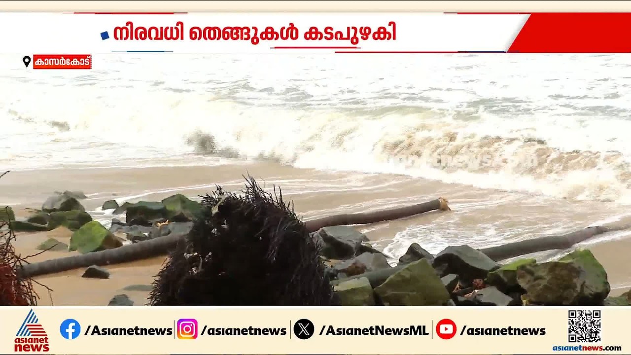 ജന്മ കടപ്പുറത്ത്  കടൽക്ഷോഭം രൂക്ഷമായതോടെ നിരവധി തെങ്ങുകൾ കടപുഴകി; ആശങ്കയിൽ നാട്ടുകാർ
