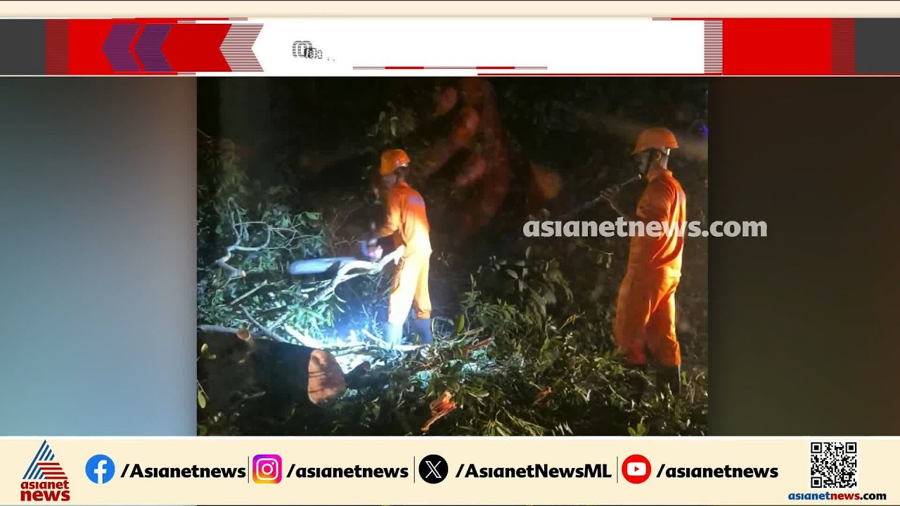 താമരശ്ശേരി ചുരത്തിൽ മരം കടപുഴക്കി വീണ് ഗതാഗതം തടസ്സപ്പെട്ടു; ചുരം രണ്ടാം വളവിന് താഴെയാണ് അപകടം