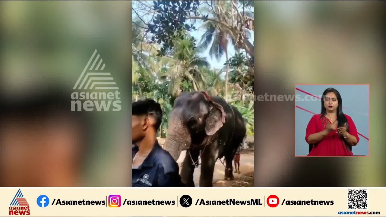 ഇരിങ്ങാലക്കുടയില്‍ ഇടഞ്ഞ ആനയെ വരുതിയിലാക്കാനുള്ള ശ്രമം പാപ്പാന്മാര്‍ തുടരുന്നു