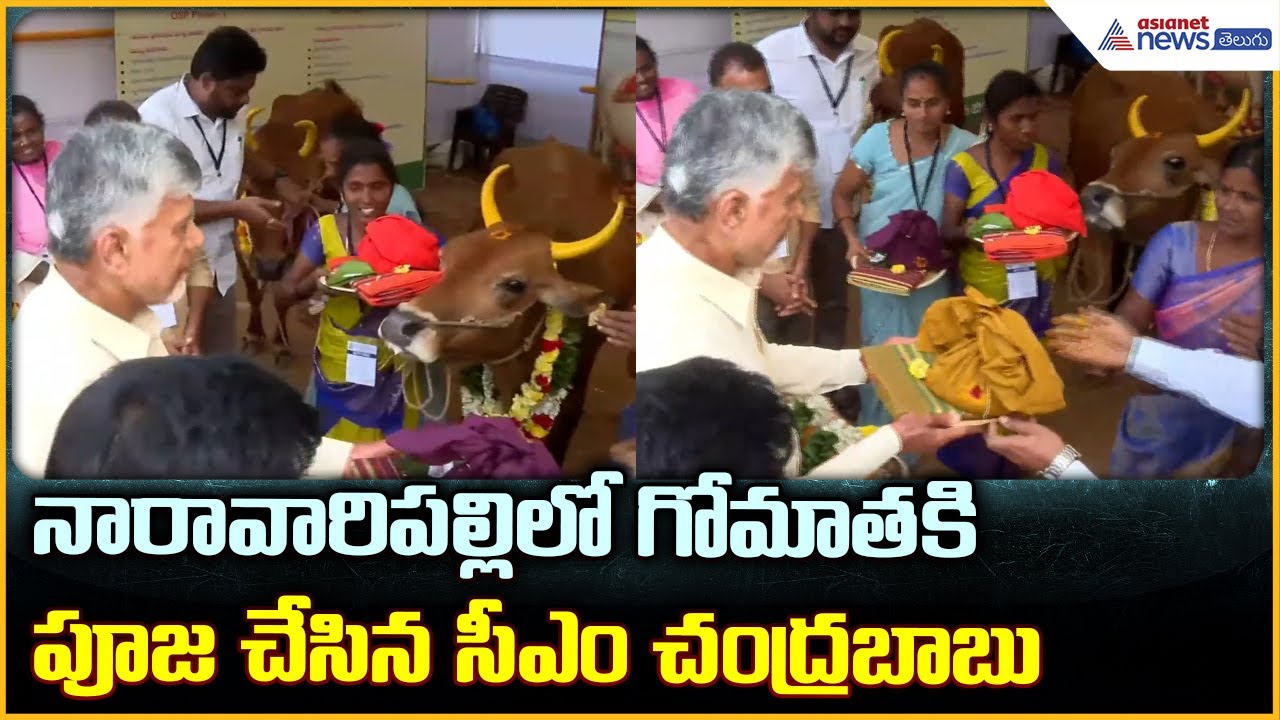 CM Chandrababu at Naravaripalli నారావారి పల్లి లో గోమాతకి పూజ చేసిన సీఎం చంద్రబాబు| Asianet Telugu