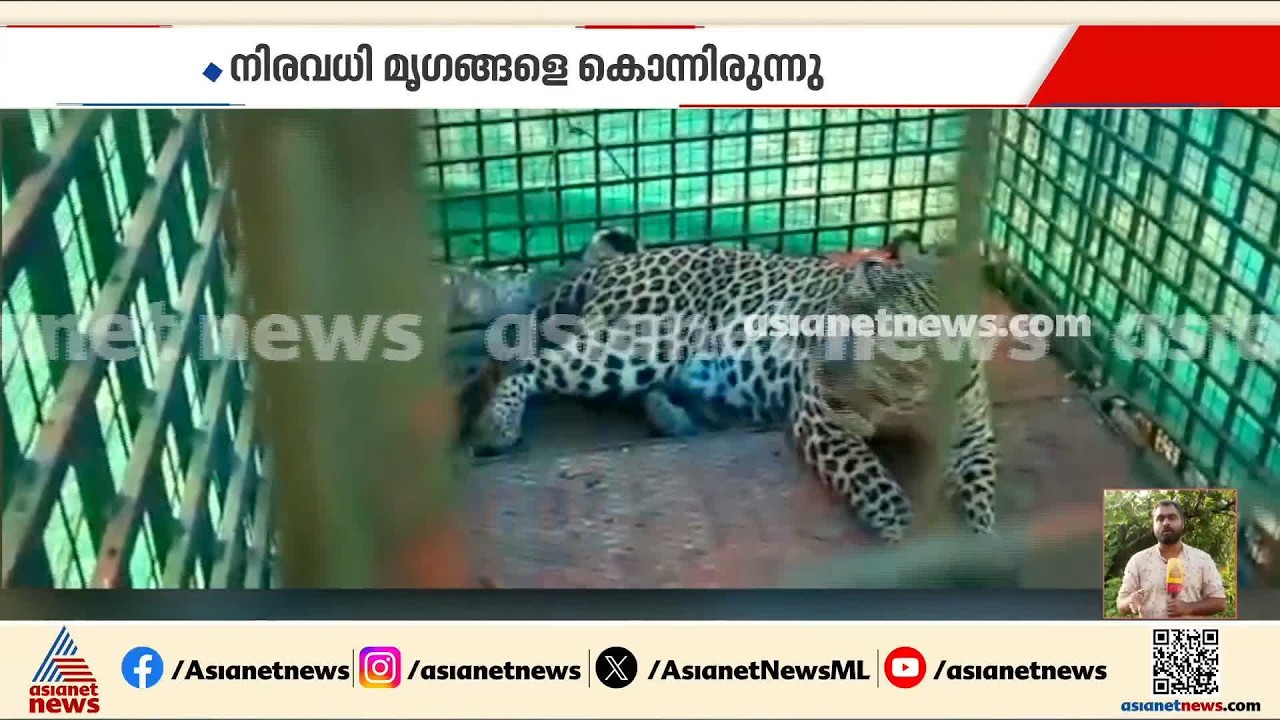 വയനാട് ജനവാസ മേഖലയിലിറങ്ങി വളർത്തുമൃ​ഗങ്ങളെ വേട്ടയാടിയ പുലി വനംവകുപ്പിന്റെ കൂട്ടിലായി