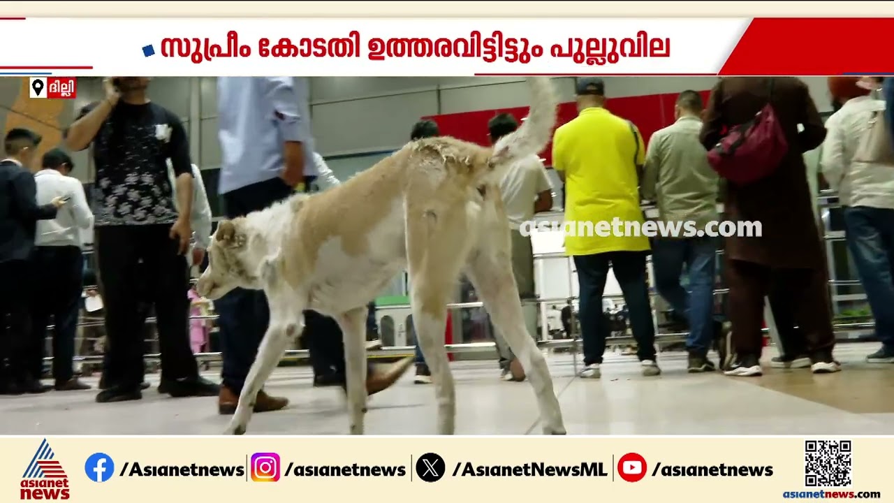 തെരുവ് നായകൾ വിഹരിക്കുന്ന രാജ്യതലസ്ഥാനം; തന്ത്രപ്രധാന മേഖലകളിൽ നായകളുടെ വിഹാരം
