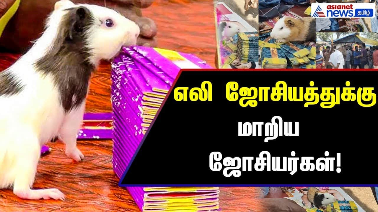 Rat Astrology Draws Crowds in Dindigul, India