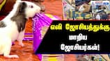 Rat Astrology Draws Crowds in Dindigul, India