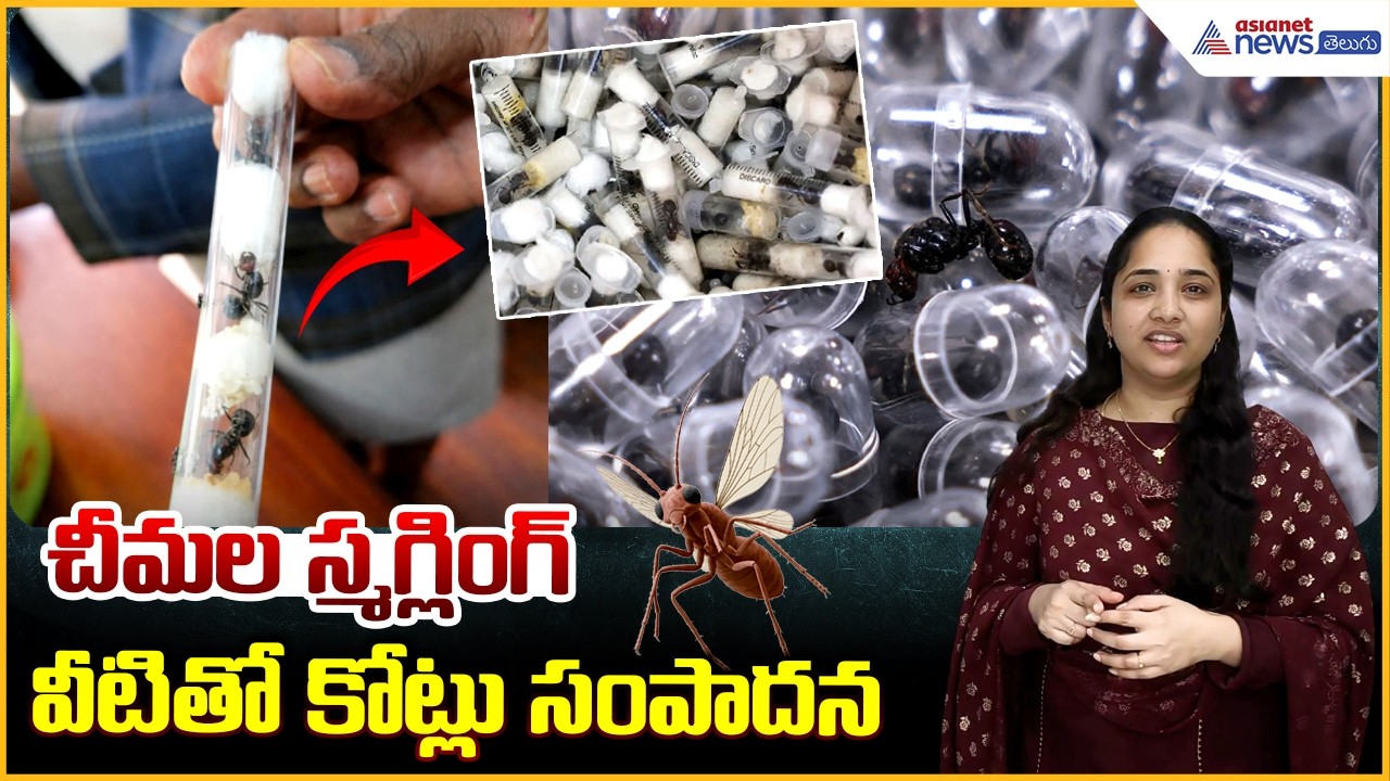 African Queen Ant Smuggling: చీమల స్మగ్లింగ్ వీటితో కోట్లు సంపాదన | Asianet News Telugu