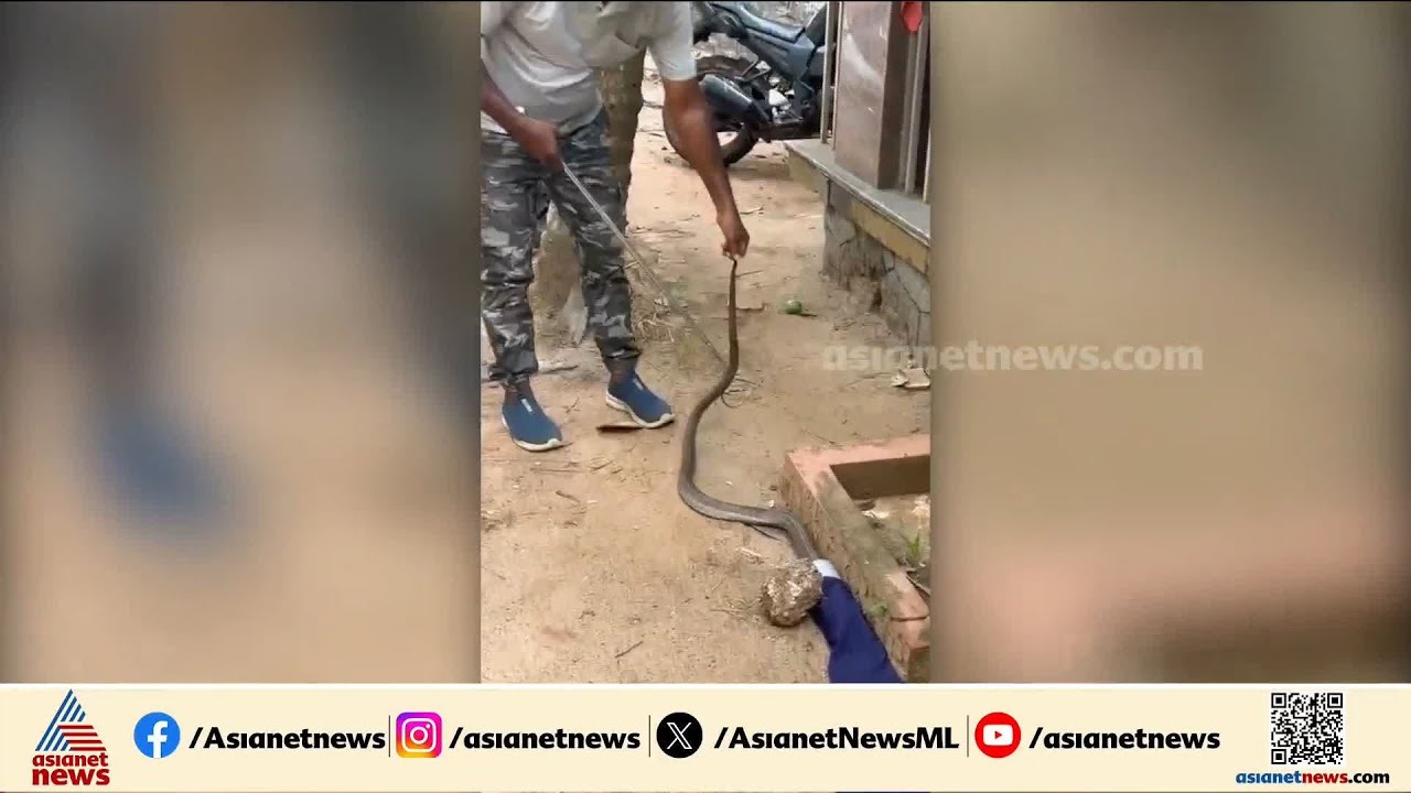 ഓമശ്ശേരിയിൽ വീടിനോട് ചേർന്ന് പറമ്പിൽ നിന്ന് മൂർഖൻ പാമ്പിനെ പിടികൂടി | Kozhikode | Cobra