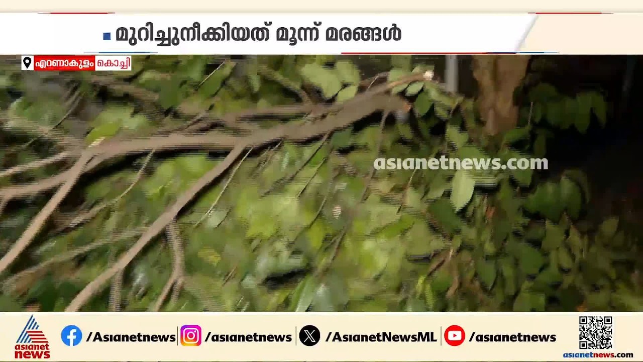 കൊച്ചിയിൽ അനുമതിയില്ലാതെ സ്വകാര്യ സ്ഥാപനം വഴിയരികിലെ തണൽമരങ്ങൾ വെട്ടിനിരത്തി