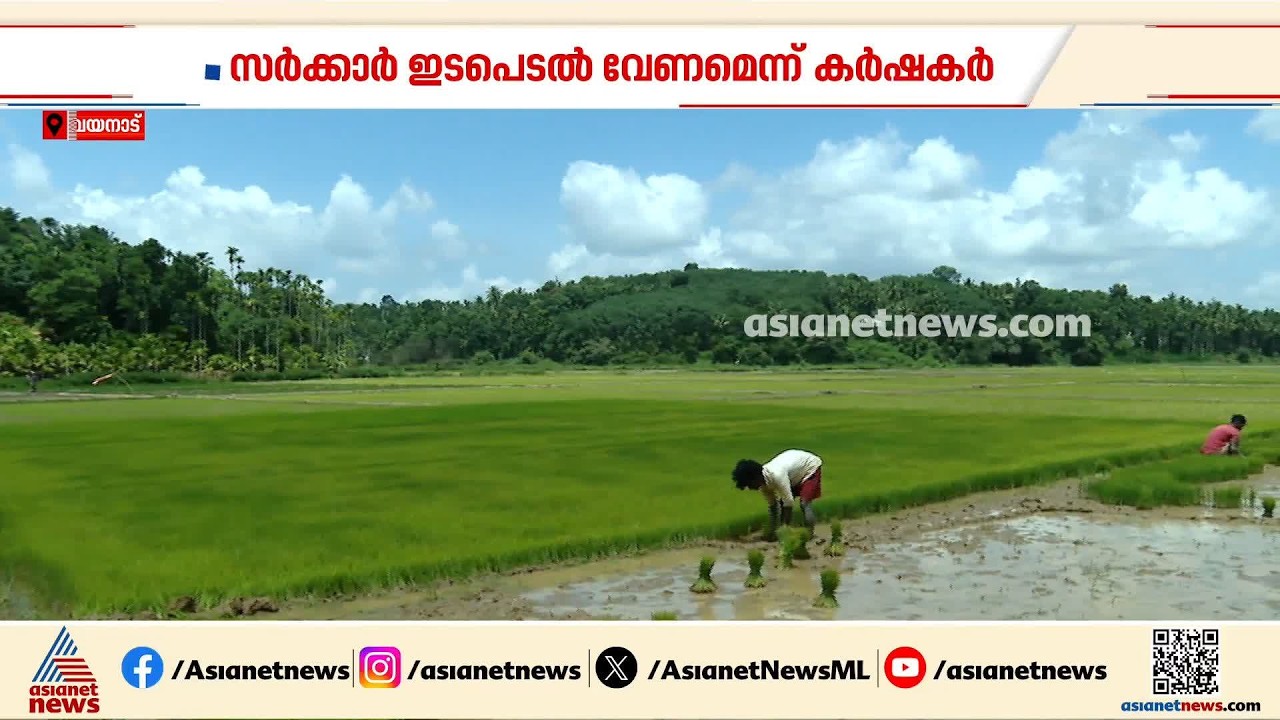 കനത്ത ചൂട്; വയനാട്ടിൽ കൃഷിഭൂമി വരണ്ടുണങ്ങുന്നു, കർഷകർ പ്രതിസന്ധിയിൽ